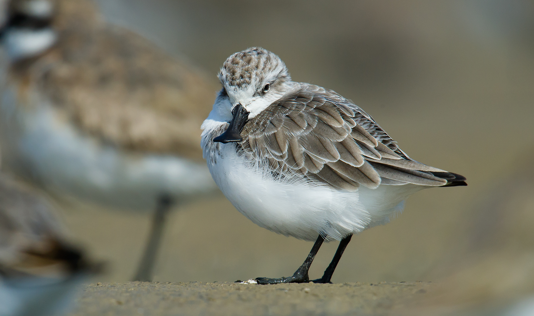 Spoon-billed Sandpiper