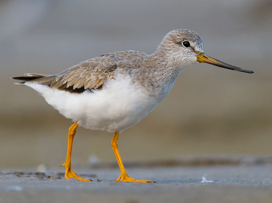 Terek Sandpiper