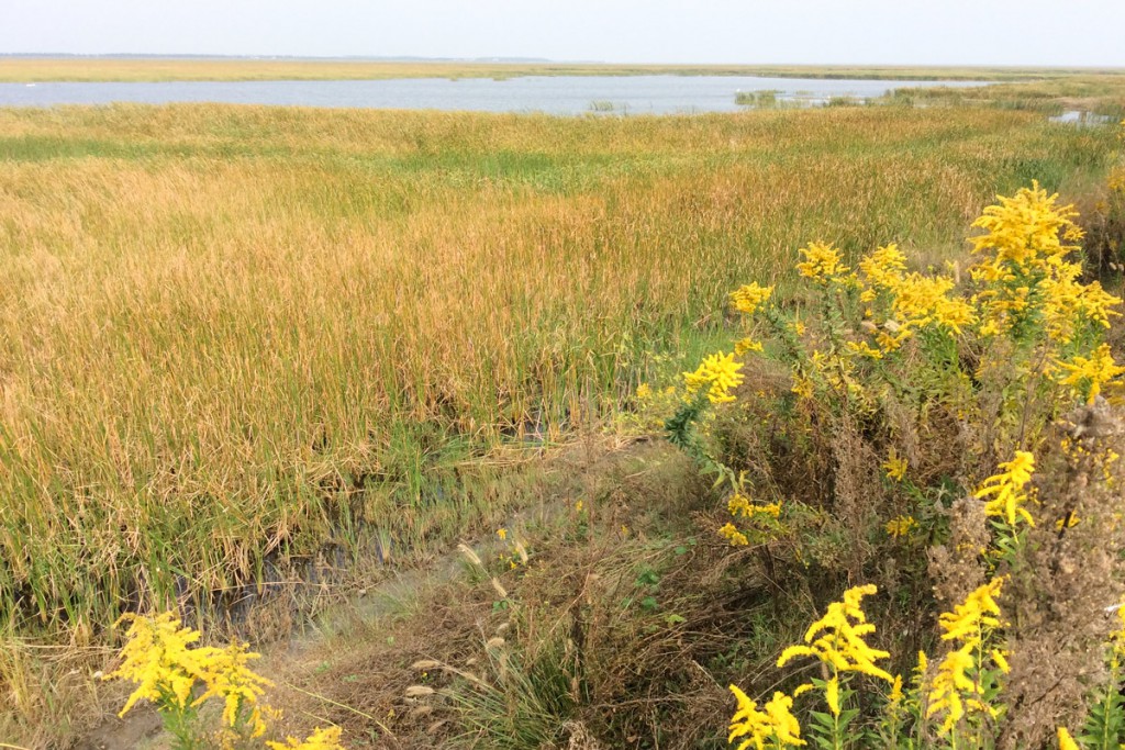 Reeds and ponds