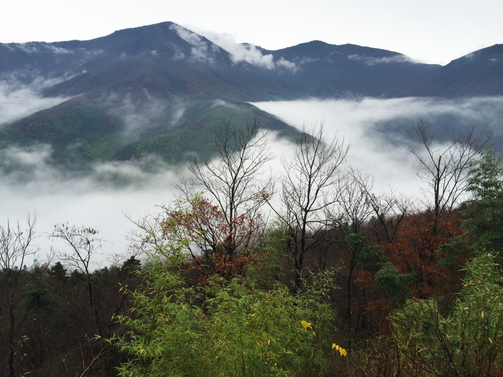 Southern temperate forest at West Tianmu Mountain, Zhejiang, China. Elev. 1020 m.