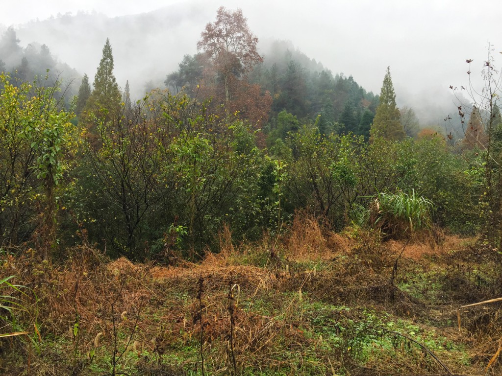 Densely vegetated area