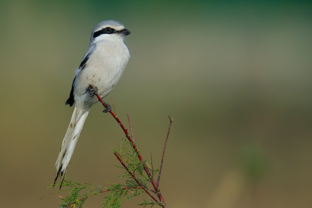 Chinese Grey Shrike