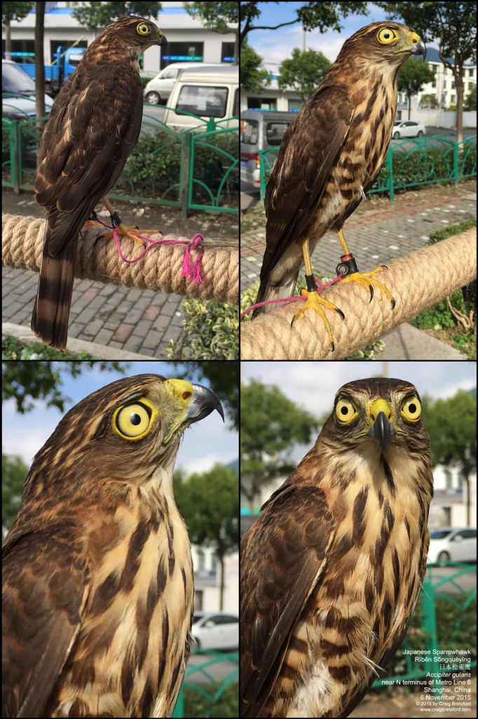 Japanese Sparrowhawk