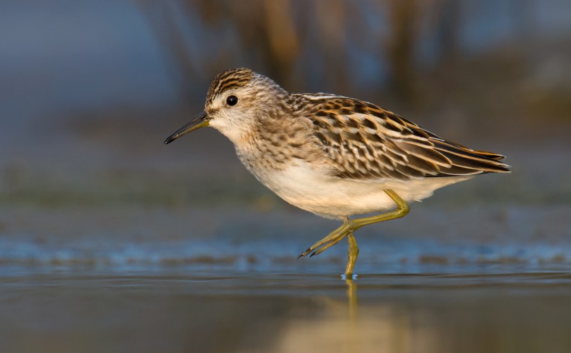 Long-toed Stint