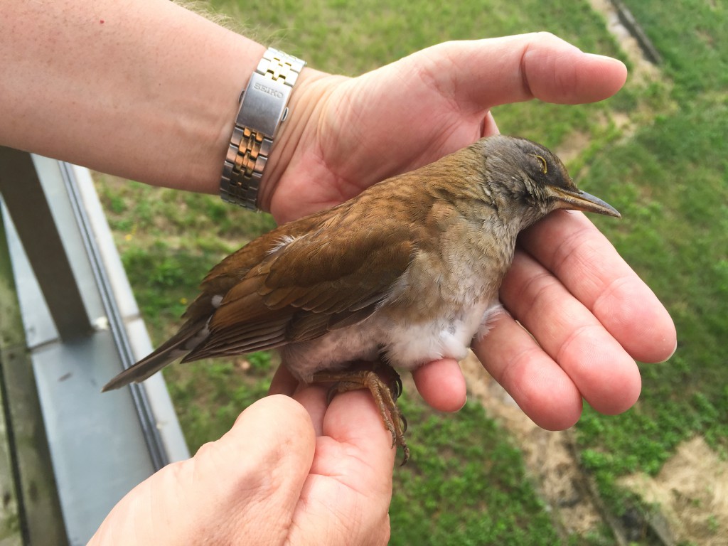 Pale Thrush