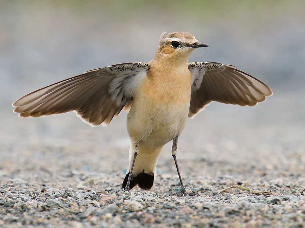 wheatear