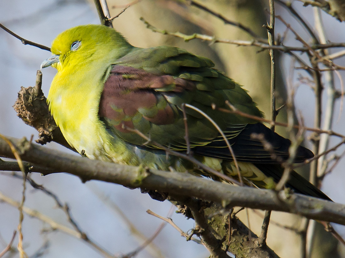 White-bellied Green Pigeon