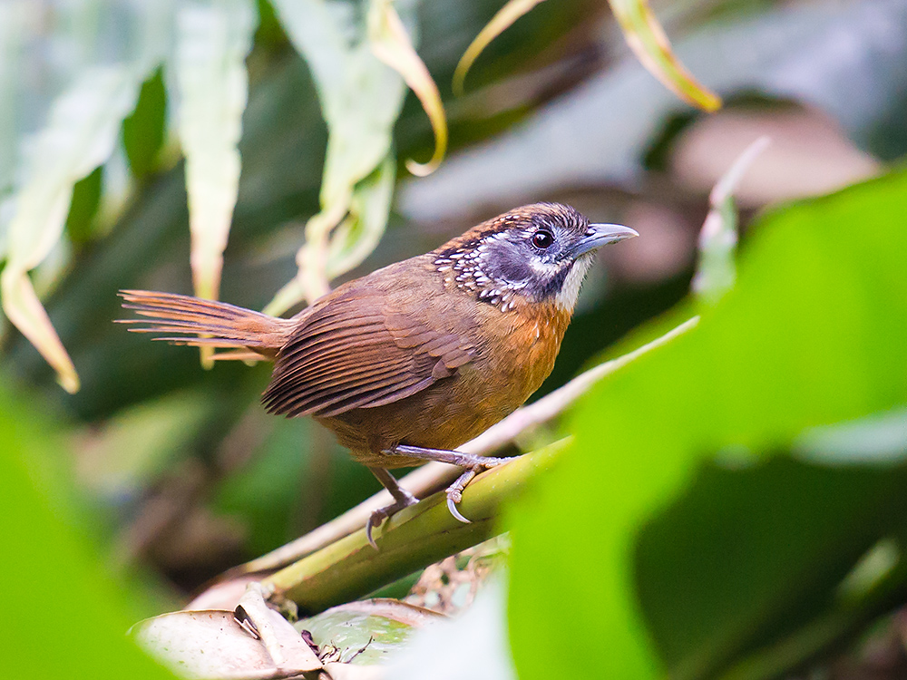 Spot-necked Babbler