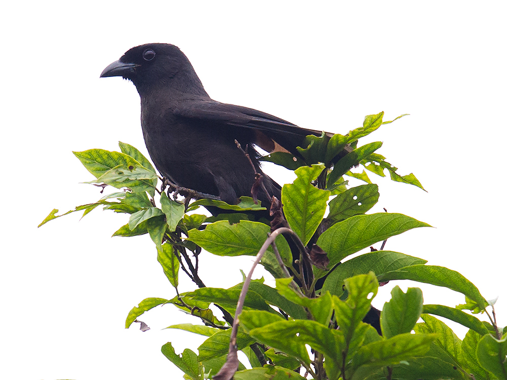 Ratchet-tailed Treepie