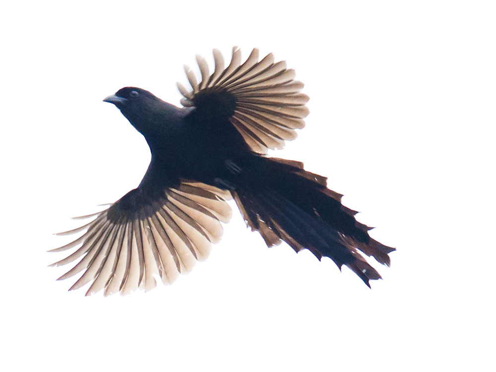 Ratchet-tailed Treepie