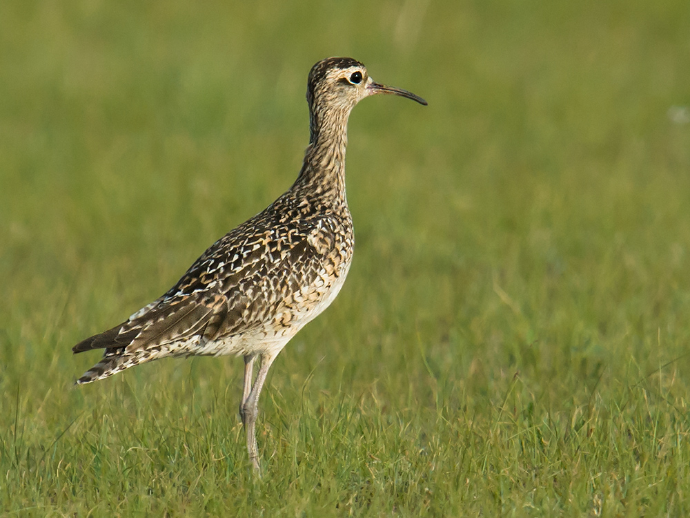 Little Curlew, Wulannuo'er, 23 July 2015.