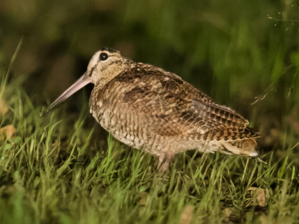 Honghe Nature Reserve, 30 July 2015. The nighttime encounter with Eurasian Woodcock was completely unexpected and a delight to us all. The photo pushed my equipment to the limit. I dialed the ISO up to 10,000, used the headlights of the car as my light source, and set my camera on the open driver's side door. Nikon D3S, 600 mm, F/4, 1/100, ISO 10000.