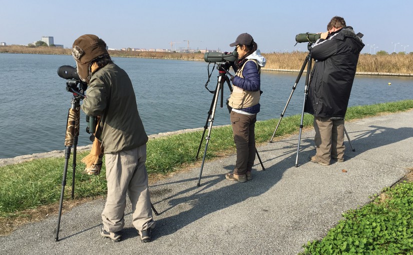 Xueping Popp (L), Elaine Du, and Michael Grunwell (R) view Horned Grebe at Dishui Lake, Nanhui, Shanghai, 12 Dec. 2015.