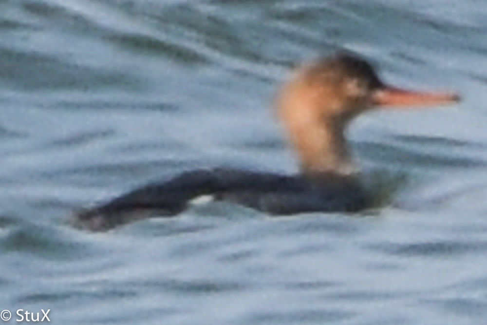 This long-distance image shows the straighter, unhooked bill of Red-breasted Merganser. Common Merganser by contrast shows a hooked bill. © 2015 by Stephan Popp & Xueping Popp.