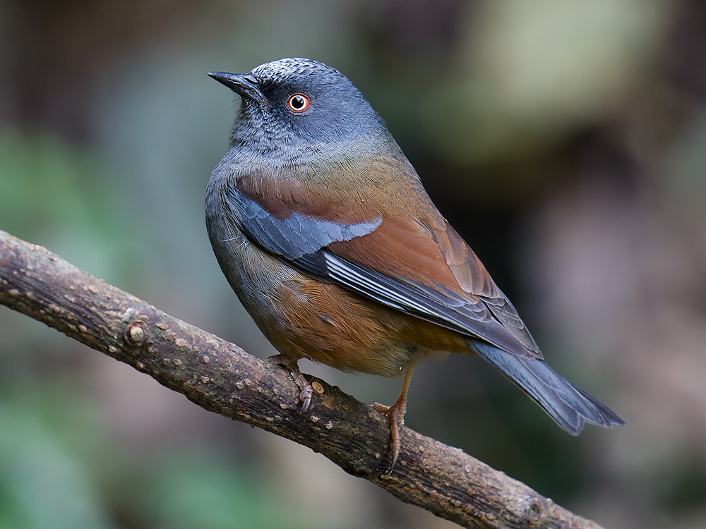 Maroon-backed Accentor was one of dozens of Himalayan species we found at Baihualing in the Gaoligong Mountains.