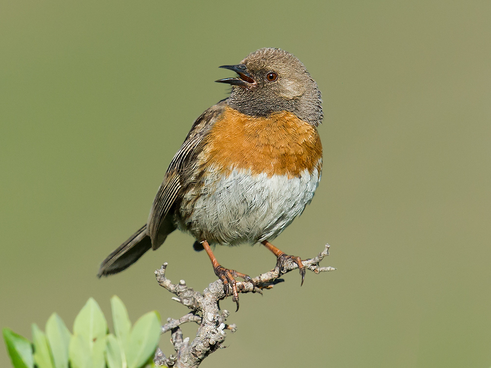 Robin Accentor