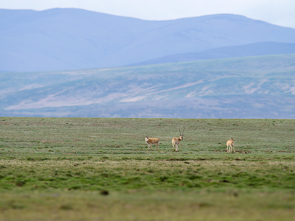 Tibetan Antelope