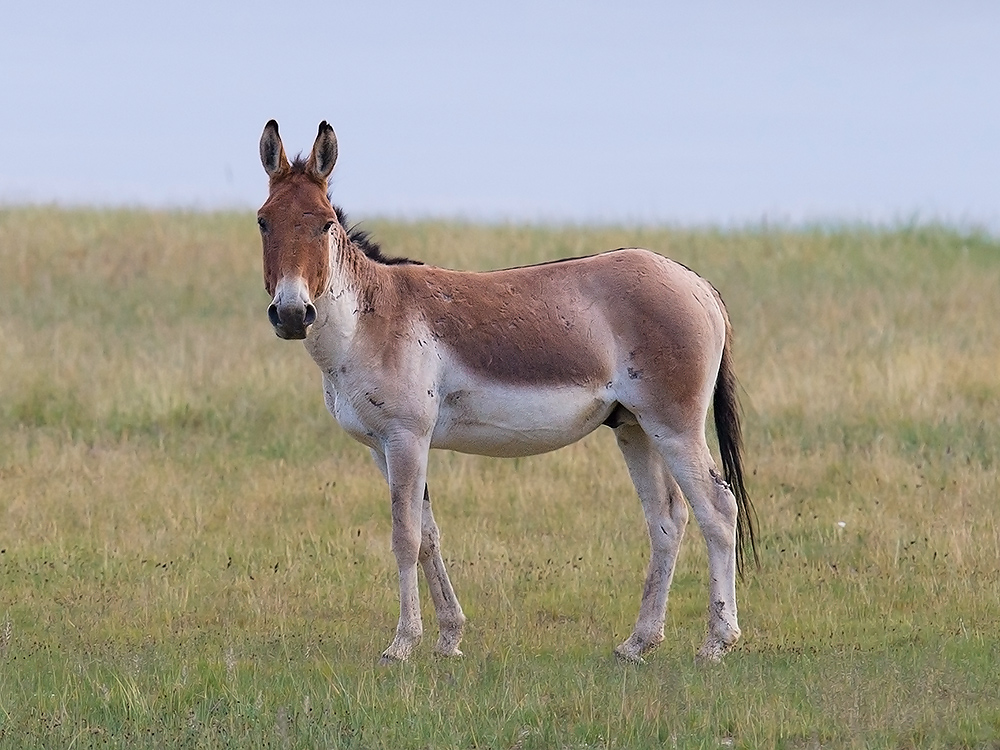 Tibetan Wild Ass