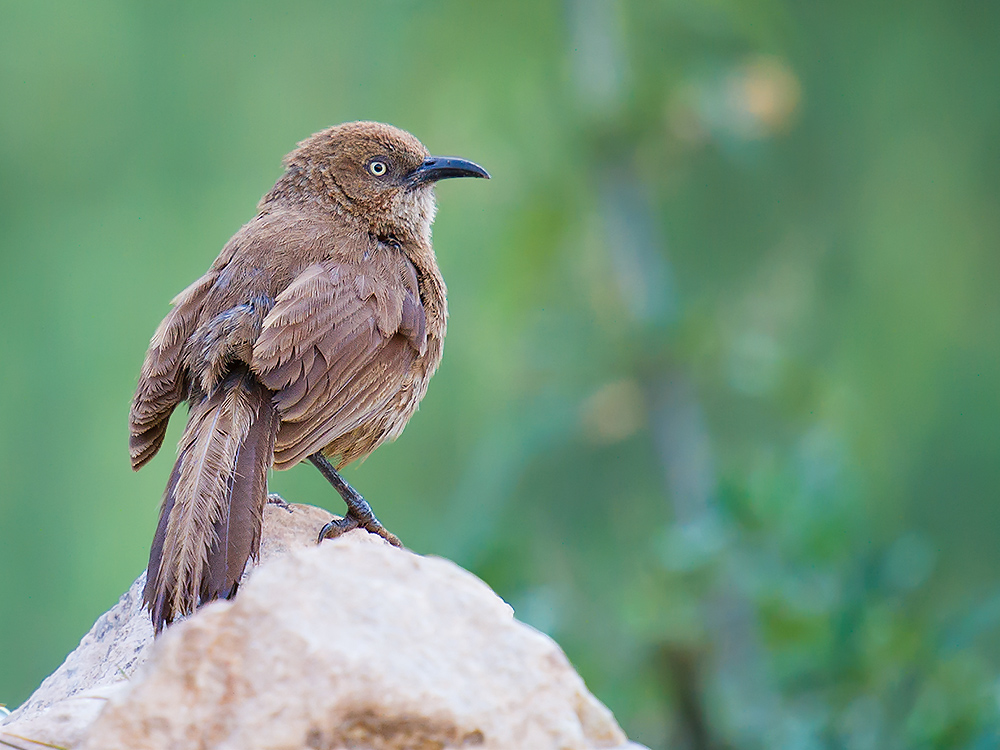 Tibetan Babax