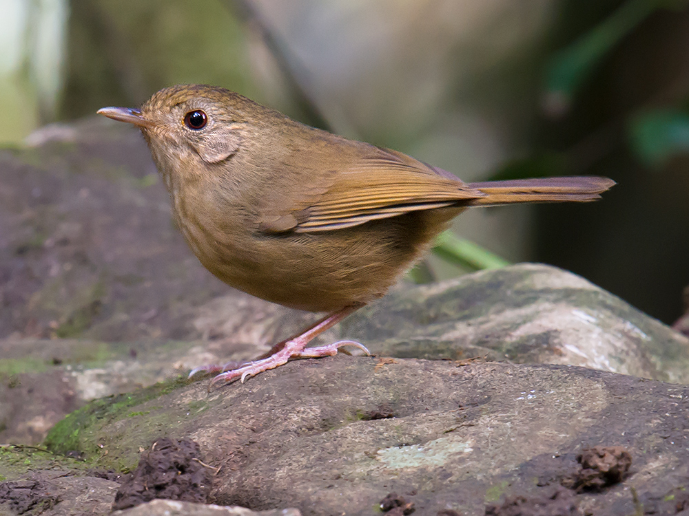 Buff-breasted Babbler