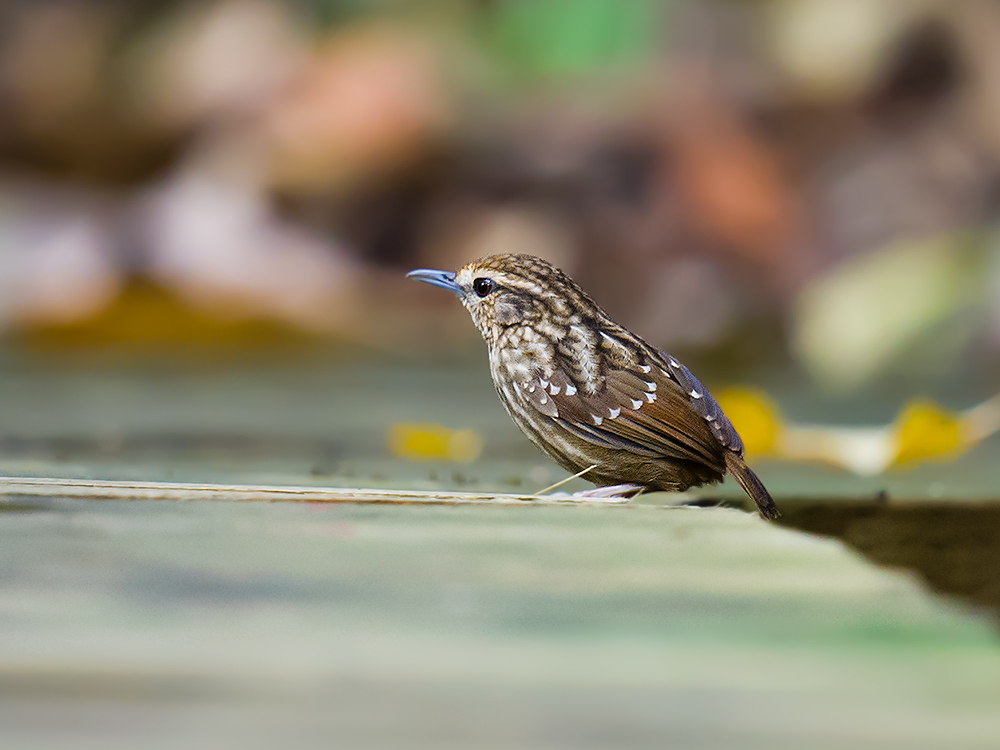 Eyebrowed Wren-Babbler