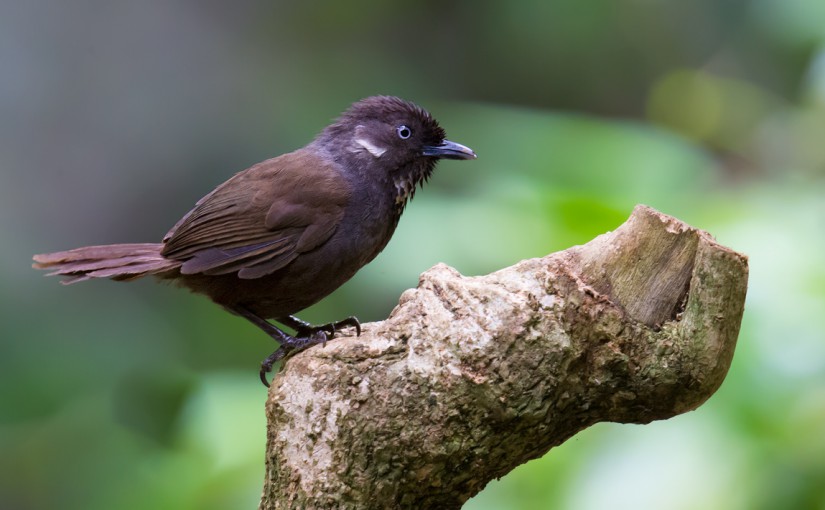 It may seem incredible that a vertebrate species in China remained undiscovered until the 21st century. That however is the case with Nonggang Babbler Stachyris nonggangensis, discovered by Chinese researchers in 2008.