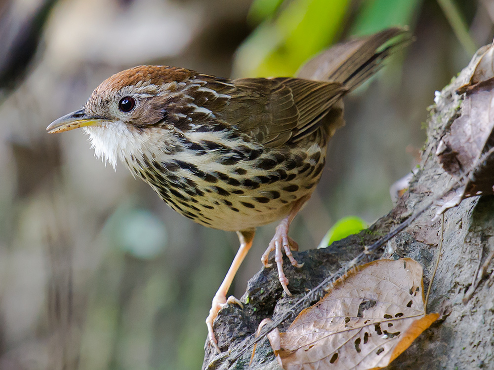 Puff-throated Babbler