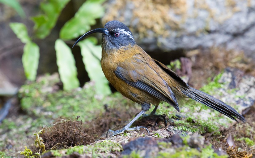 Slender-billed Scimitar Babbler, Baihualing, Yunnan, 12 Feb. 2014.