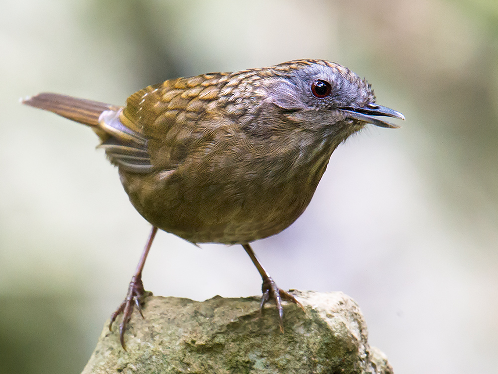 Streaked Wren-Babbler