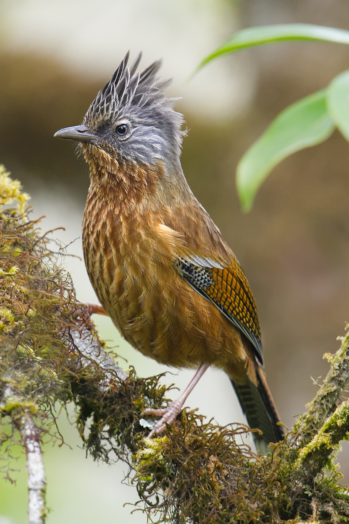 Streak-throated Barwing