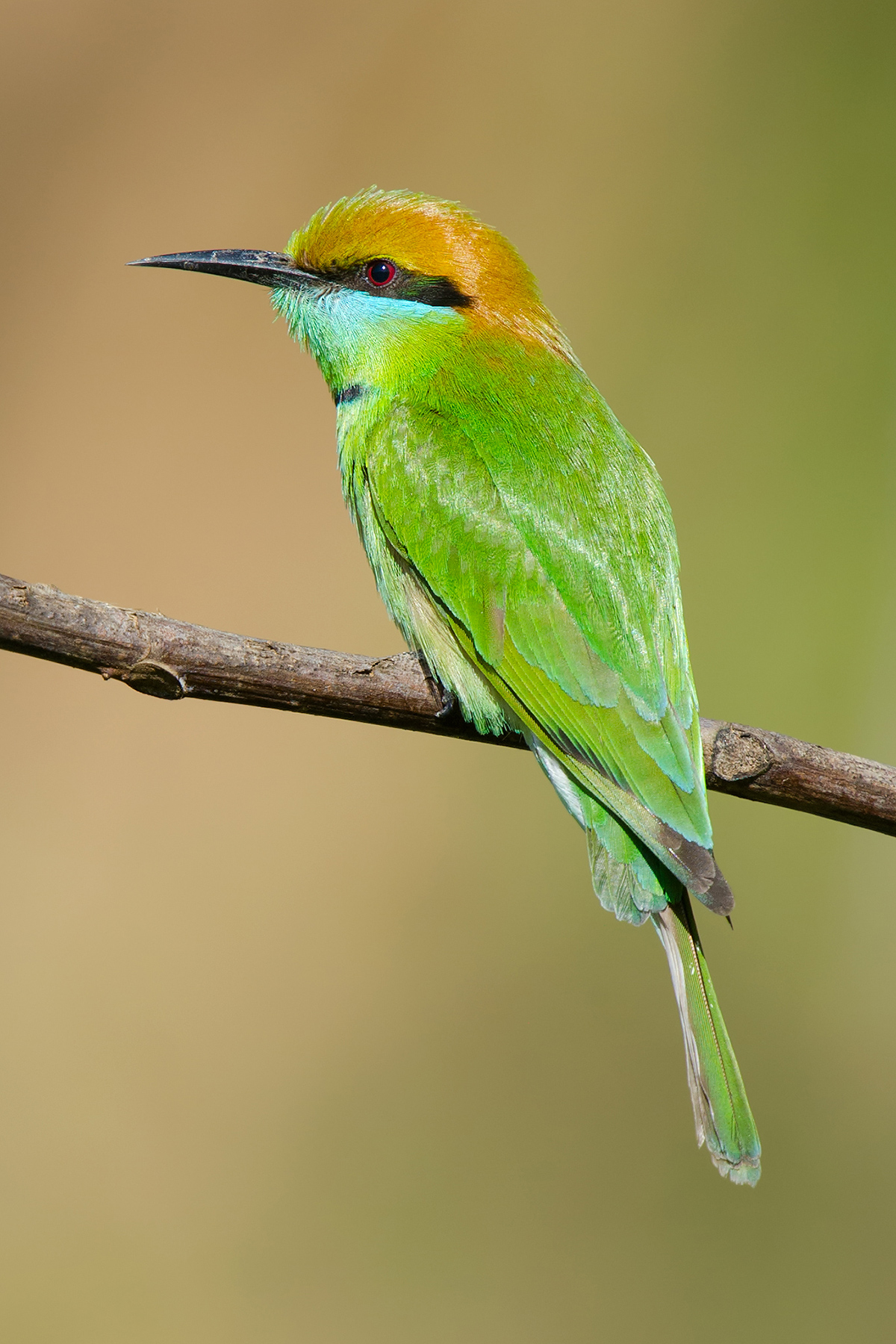 Green Bee-eater, Nabang.