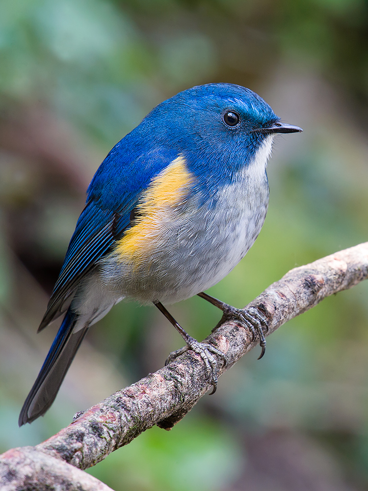 Red-flanked Bluetail - Shanghai Birding 上海观鸟