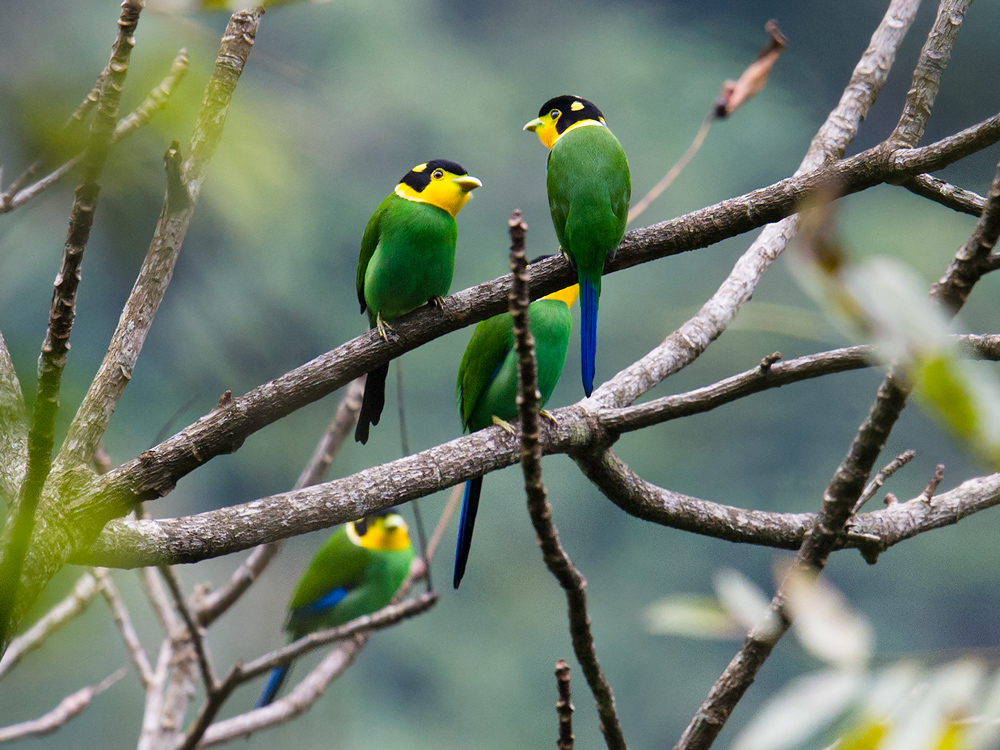 Long-tailed Broadbill