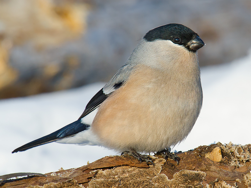 Eurasian Bullfinch