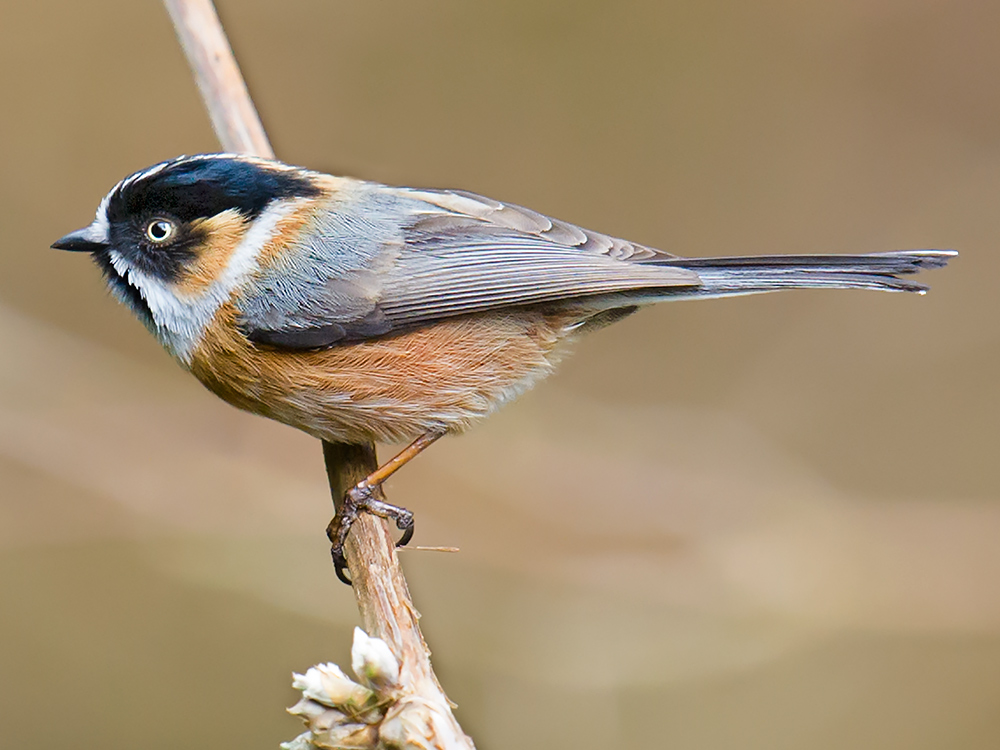 Black-browed Bushtit