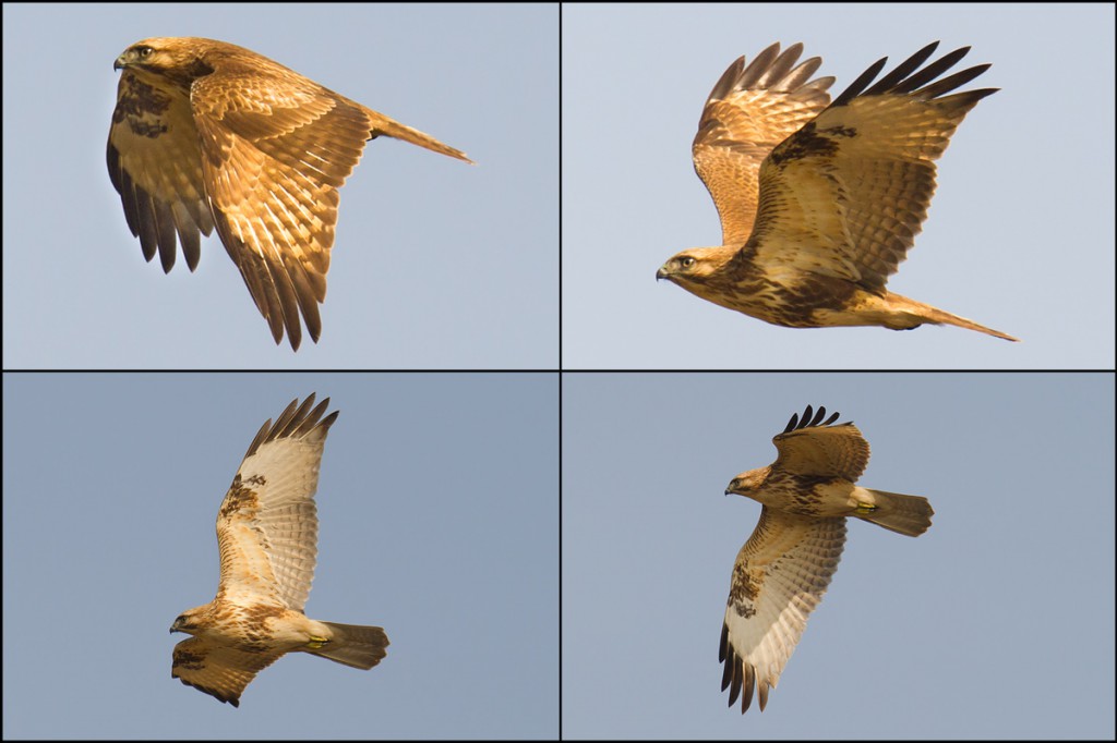 Eastern Buzzard