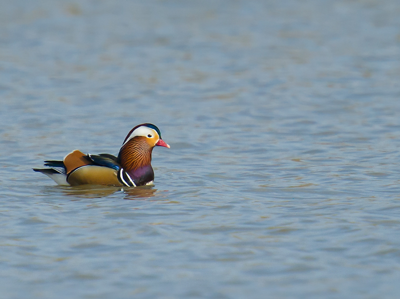 Mandarin Duck