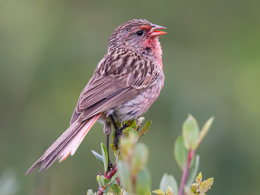 Przewalski's Finch