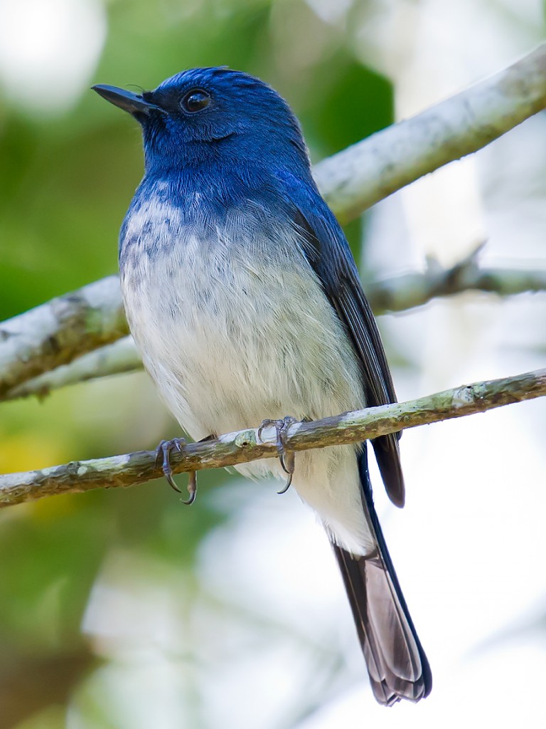 Hainan Blue Flycatcher