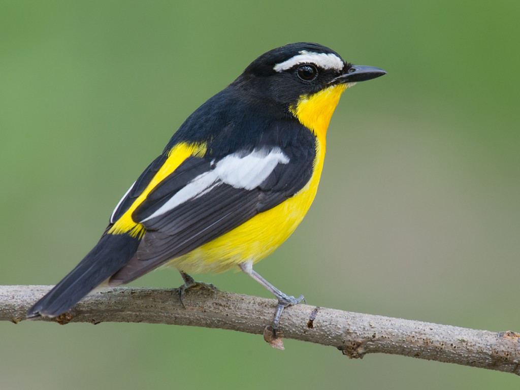 Yellow-rumped Flycatcher