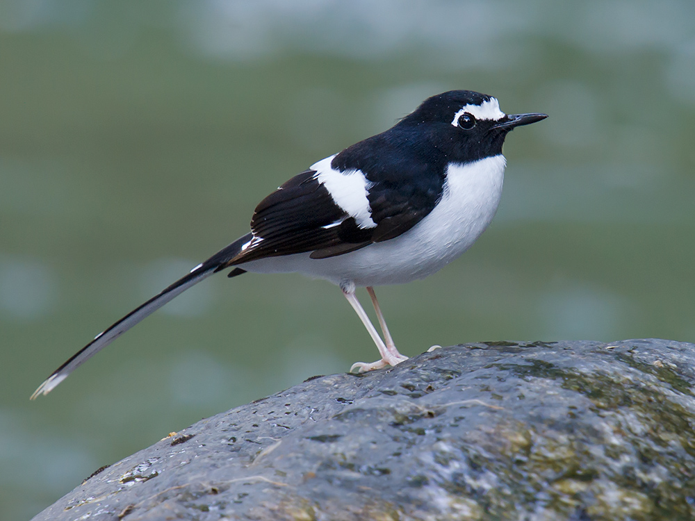 Black-backed Forktail