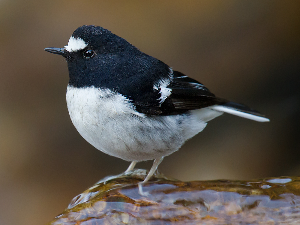 Little Forktail