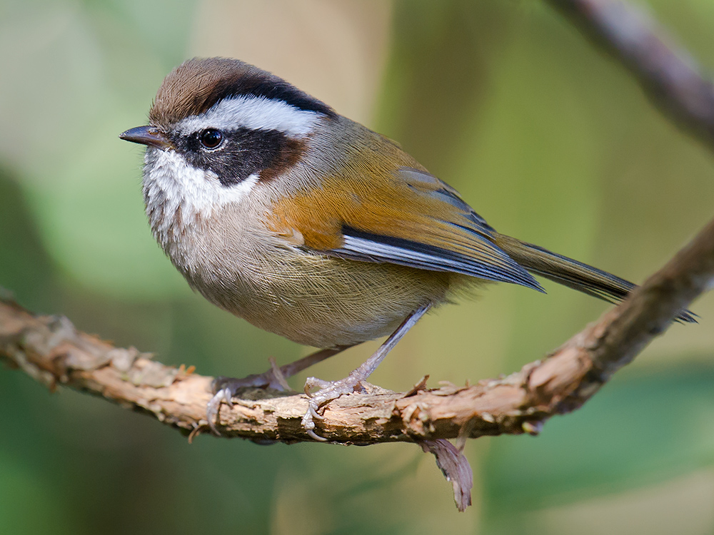 White-browed Fulvetta