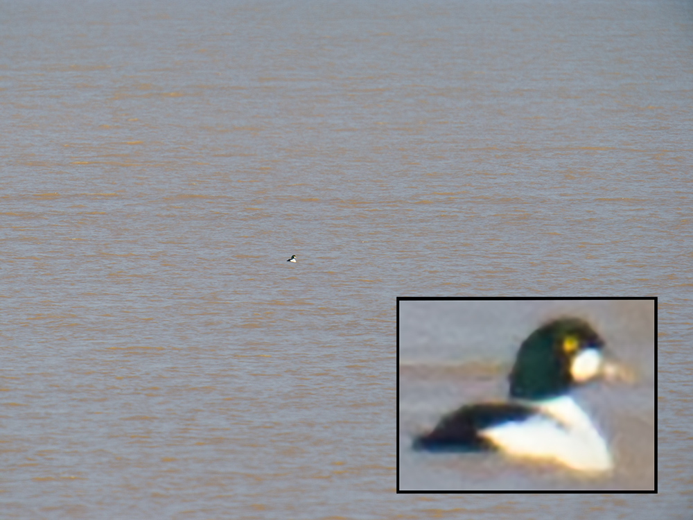 Common Goldeneye