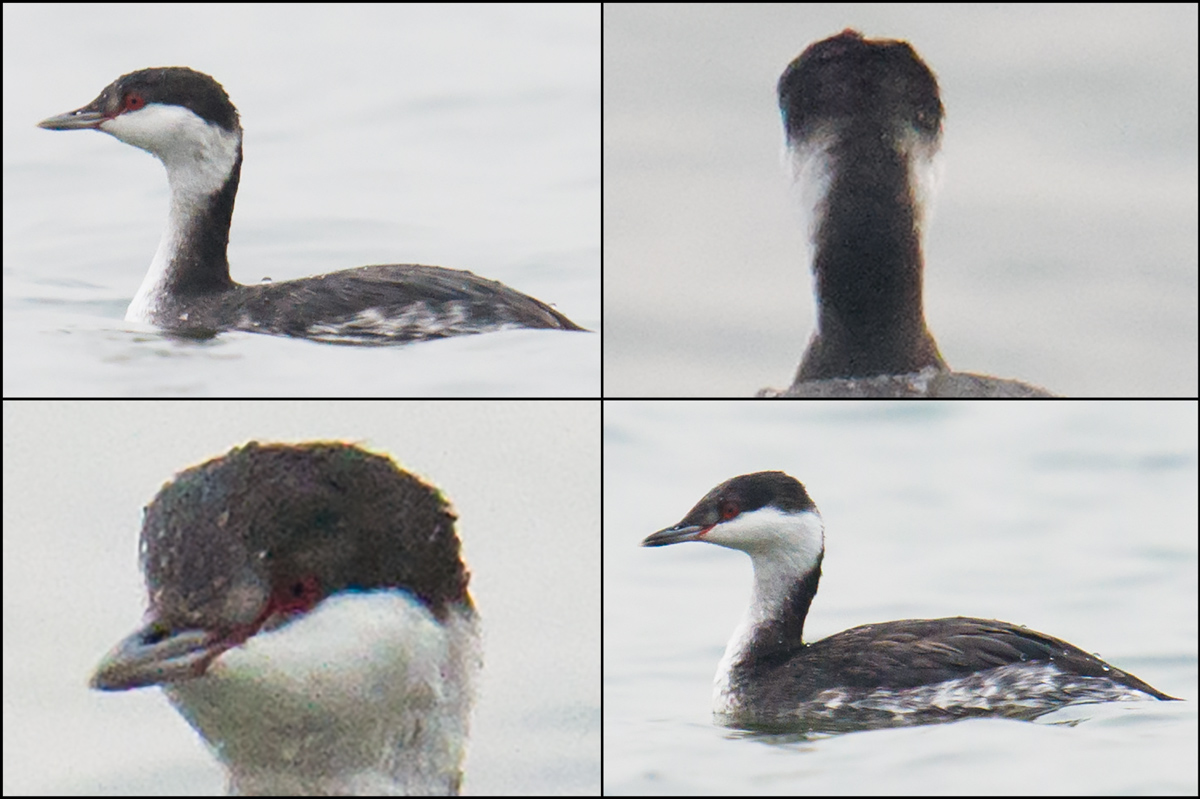 Horned Grebe