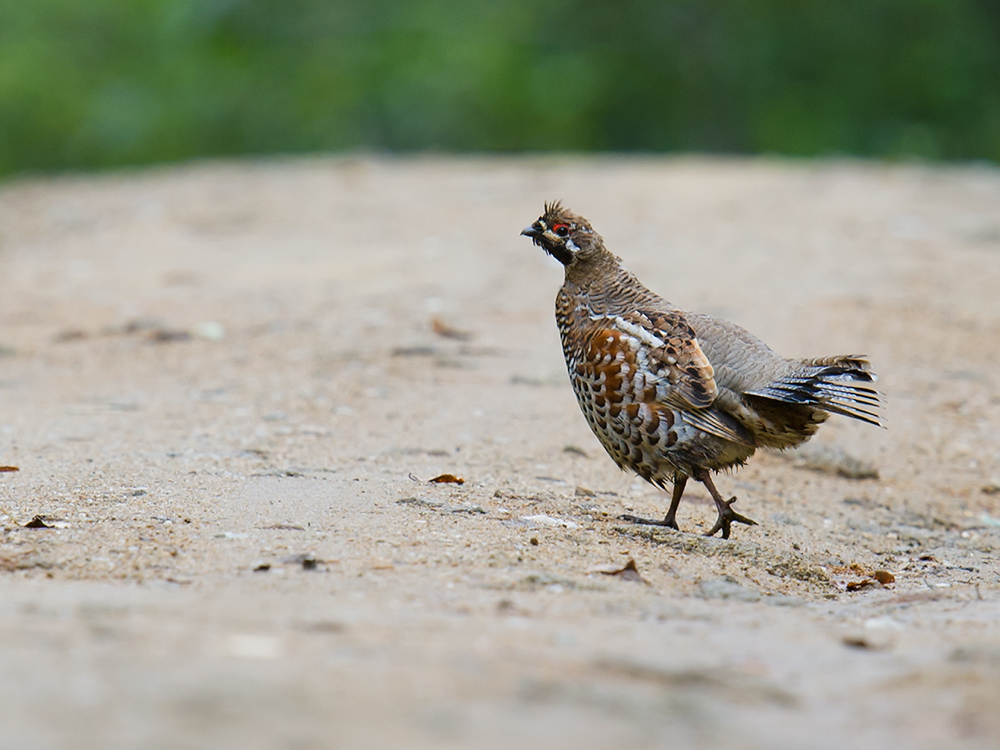 Hazel Grouse