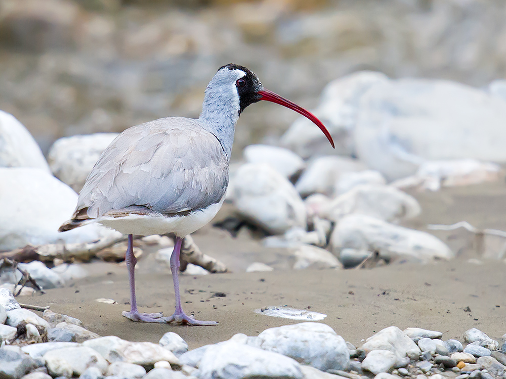 Ibisbill