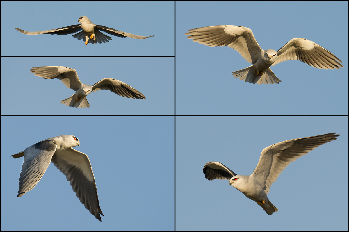 Black-winged Kite