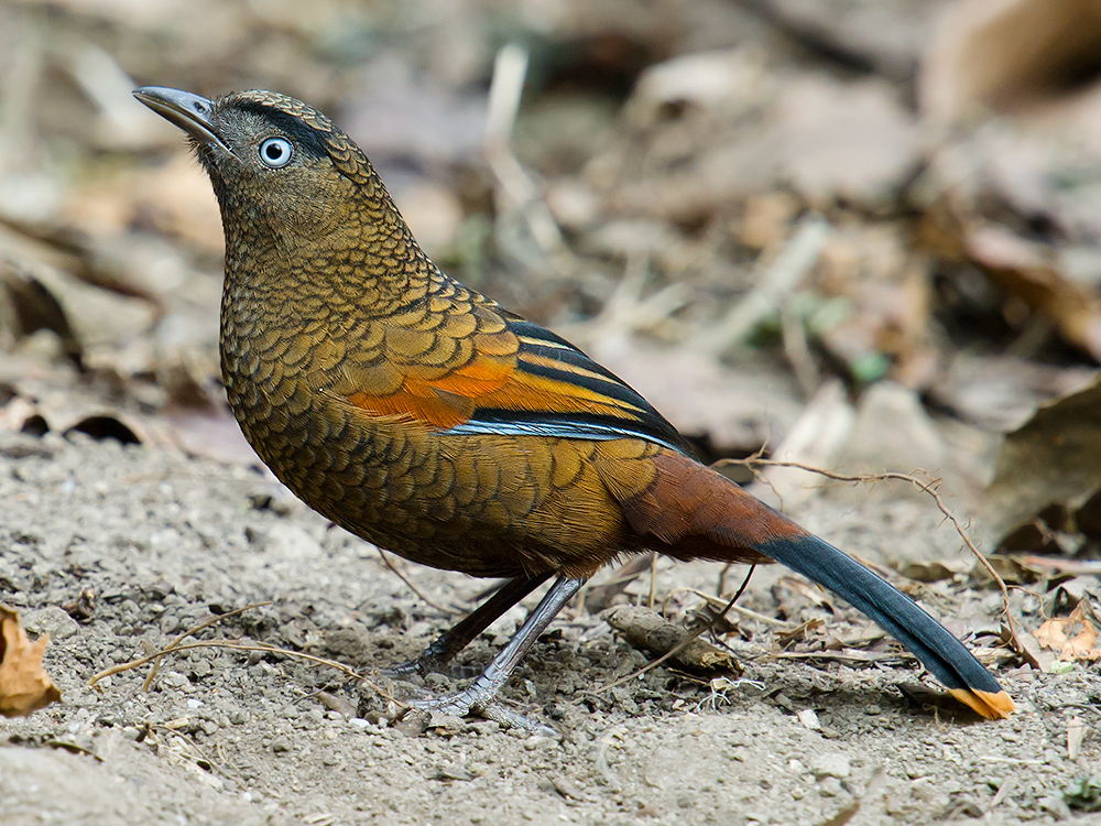 Blue-winged Laughingthrush