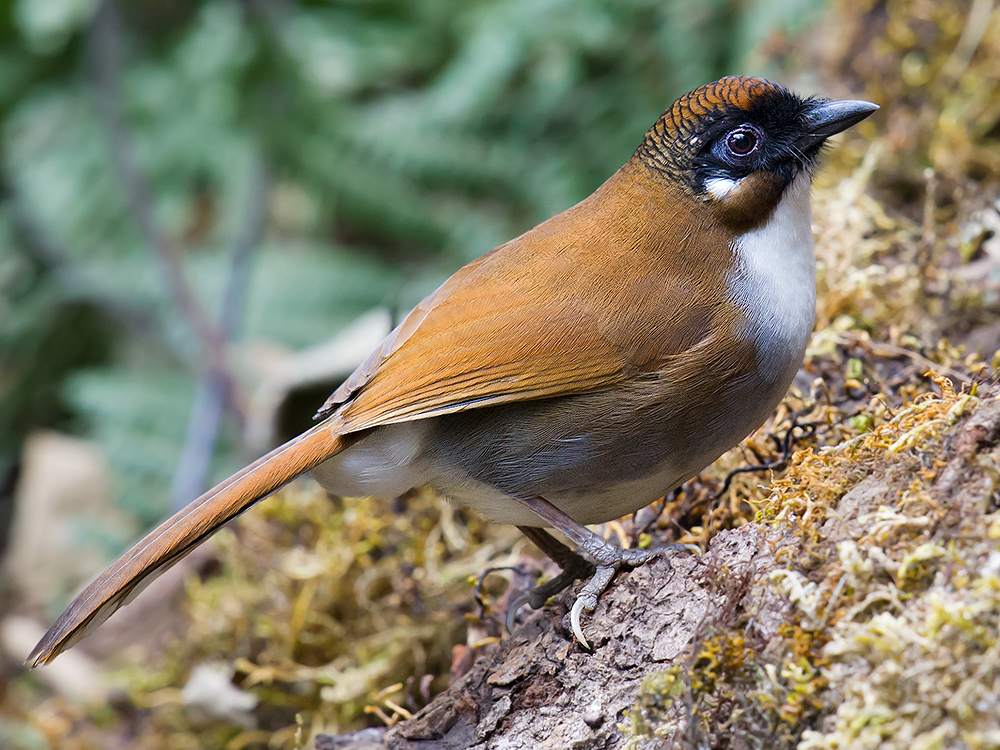 Grey-sided Laughingthrush